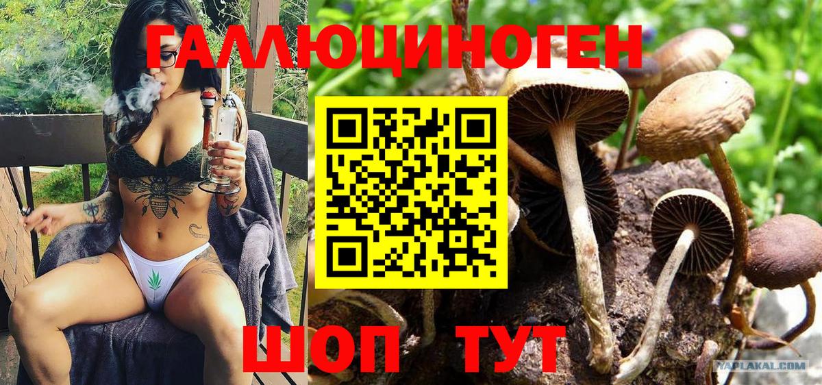 Заречный  Галлюциногенные грибы Psilocybe  Вход с VPN 